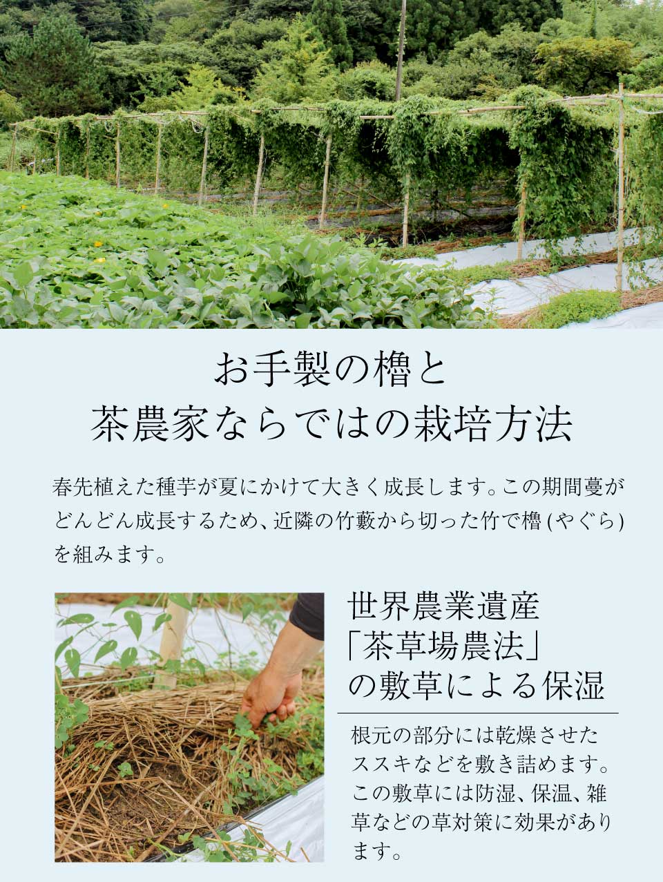 お手製の櫓と茶農家ならではの栽培方法